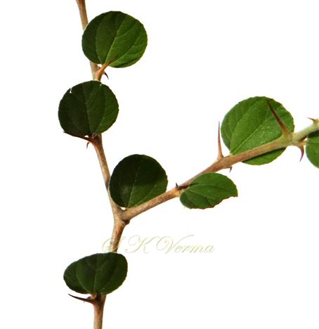  Leafy branch
